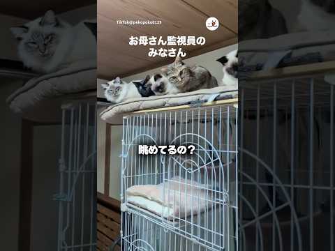 自分たちのお世話ちゃんとやってるか監視する猫たち｜PECO