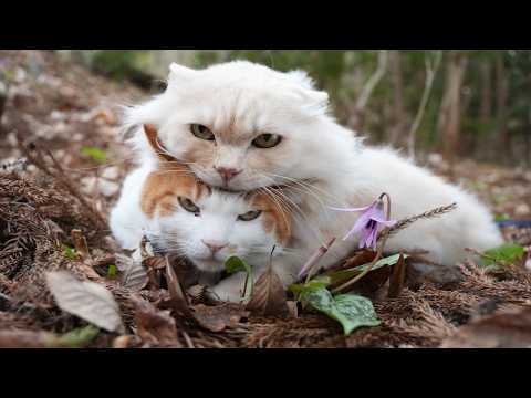 カタクリの花　260420 サムネイル