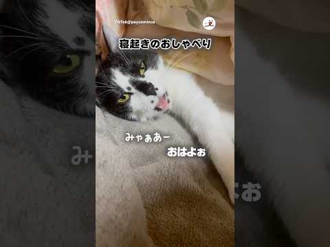 寝起きのお喋り可愛すぎる｜PECO サムネイル