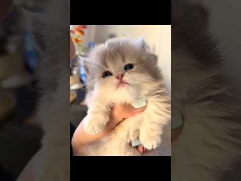 キャワネッコ/// 猫 cat cats cute サムネイル