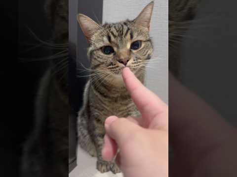 甘えん坊なﾌﾟﾁたぬきと、職人なパパwww cat 猫 サムネイル
