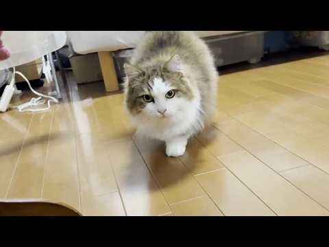 寝室に籠城することを決意した猫 サムネイル
