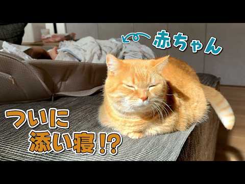赤ちゃんと愛猫の距離が少しずつ縮まってきました！