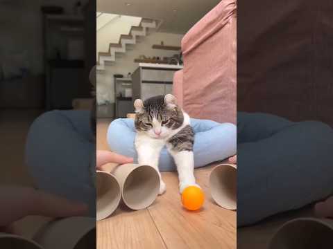 うっとりキュート♥ cat cats 猫のいる暮らし サムネイル