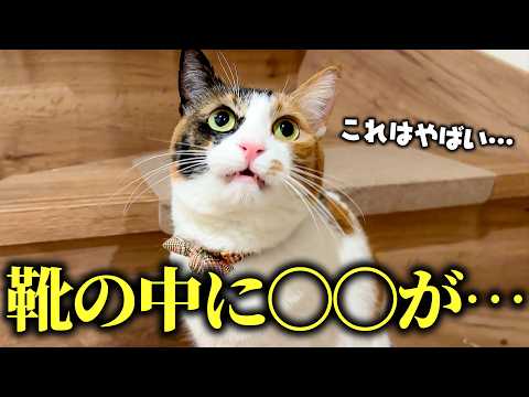 【地獄】靴を履こうとしたら中に猫の〇〇が入っていました…。 サムネイル