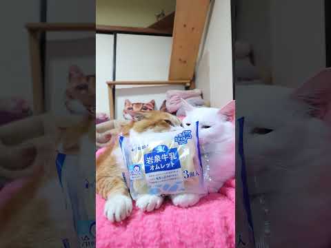 岩泉牛乳オムレット ３個入　260621　　 cat のせ猫 cute　 ネコ kitty オムレット　 kitten…