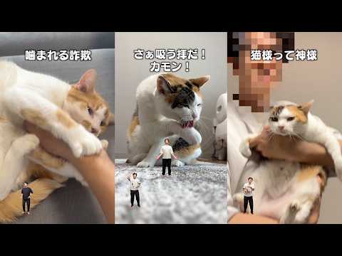 猫飼ってる人にしかワカラナイ６連発 サムネイル