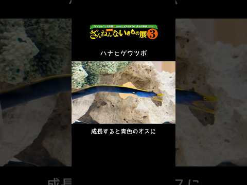 【ハナヒゲウツボ】成長とともに体の色が変化するハナヒゲウツボ【サンシャイン水族館】shorts 水族館 サムネイル