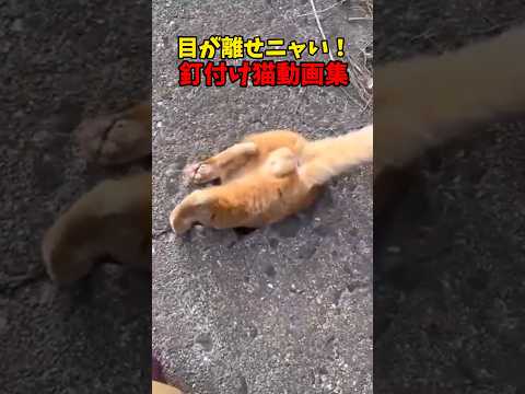 目が離せない🫣 サムネイル