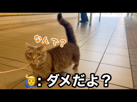 猫は知らない人が怖い、でもうちの猫は違った サムネイル