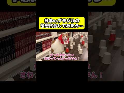 日本vsブラジル予想試合してみた… 猫 おもしろ アテレコ ニャンチューバーつくし＃ワールドカップ W杯
