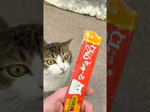 今日こそはシャーされないチャレンジ サムネイル