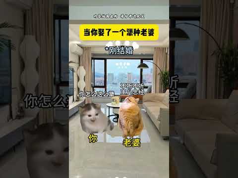 当你娶了一个犟种老婆 有趣 猫meme 猫meme剧场 猫meme小剧场 内容过于真实  故事 貓 猫猫meme小剧场… サムネイル