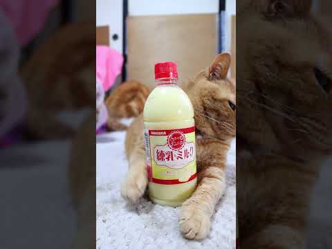 とろけるおいしさ練乳&ミルク　260603　 cat のせ猫 cute　 とろけるおいしさ cutecat ミルク… サムネイル