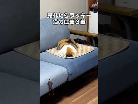 「見れたらラッキー猫の仕草３選２」猫あるある|フルはApple Musicほか音楽アプリへ サムネイル