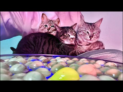 99%が5分で眠くなる｜猫×水の音ASMR Deep Relax ASMR｜Cat Purring & Wooden… サムネイル