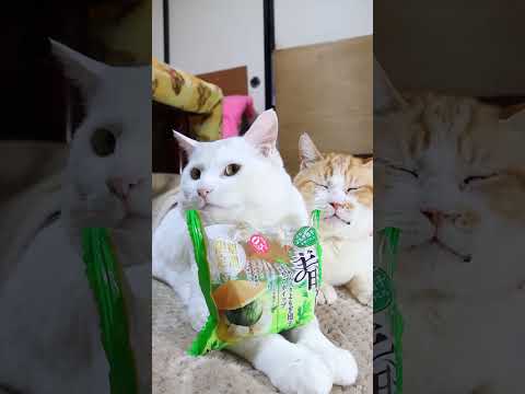 春どら　つぶあん入りよもぎ団子＆きなこホイップ　260403　のせ猫　 cat　 cute　 猫のいる暮らし　 ねこ… サムネイル