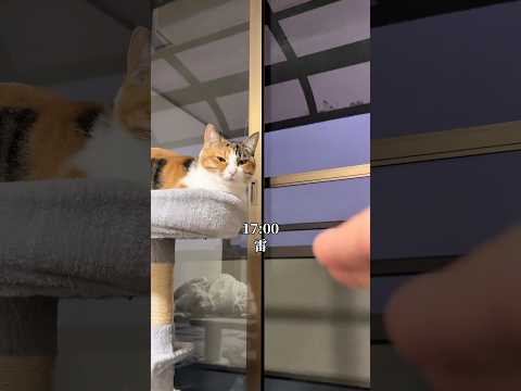 雷の音も気にしない！話題の猫の日常を観察する サムネイル