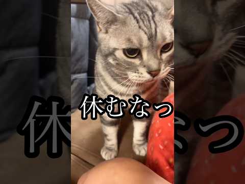 休みなっ 猫 グルーミング cat アメリカンショートヘア たろう