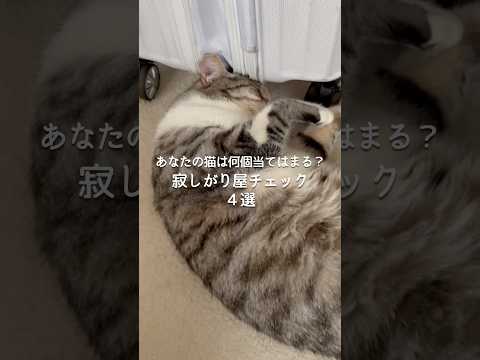 あなたの猫は何個当てはまる？寂しがり屋チェック4選😿