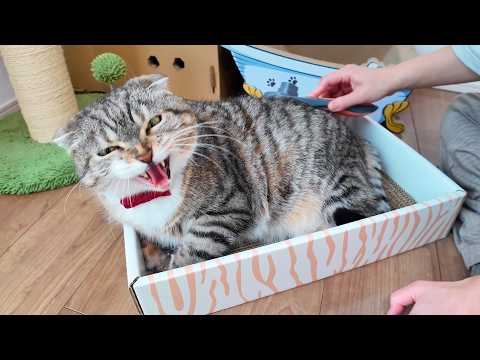 【異変】シャーシャーキャットのりっちゃんがシャーをしなくなりました… サムネイル