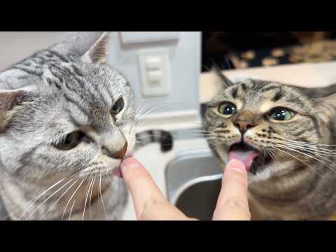 遅くなったので猫達におやつをあげたら反応が可愛すぎた... cat 猫