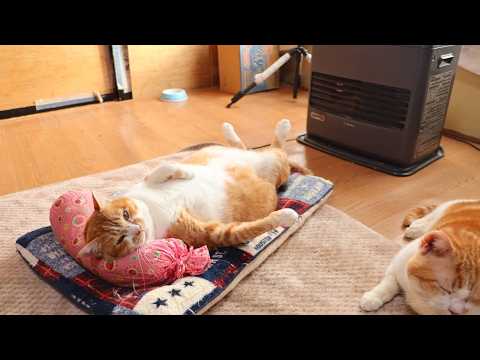 ファンヒーターの前でヘソ天ぼー　260224 サムネイル