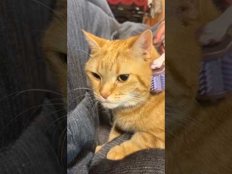 何だこれ？ 猫 アメショ cat コロコロ 美顔器 グルーミング うめ サムネイル
