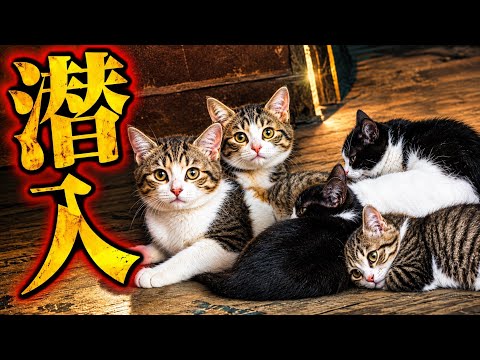 ミルクタイム中の子猫部屋に潜入した結果。。 サムネイル