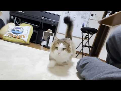 お父さんに少しだけ添い寝してあげる猫 サムネイル