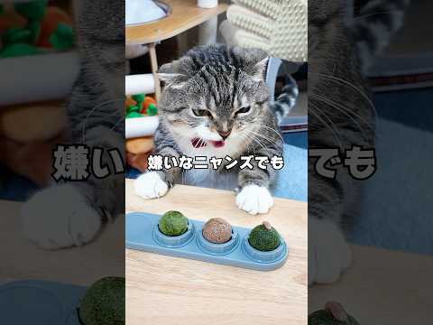 セリアの指サックブラシならブラッシング嫌いな猫でも大人しくできるか検証した結果がコチラ🤣🤣🤣 猫 サムネイル