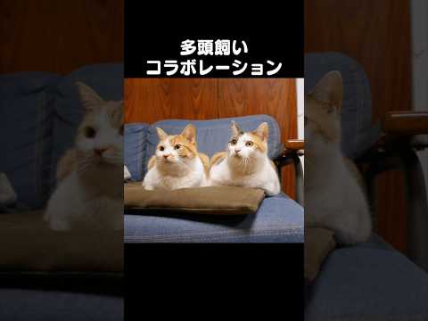 『ミャージックbyもしぬこ THE BEST』リリース！ サムネイル