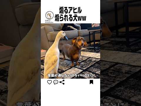 明らかに煽ってるアヒルがおもろすぎる サムネイル