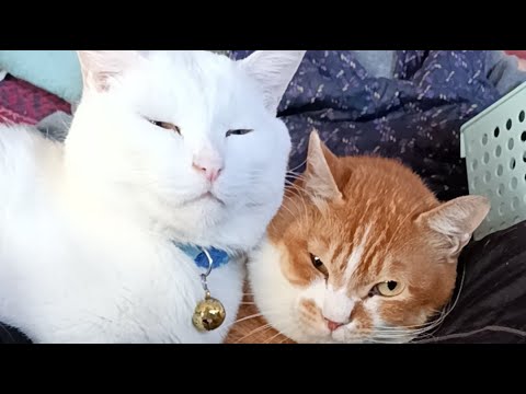 たまぼー がライブ配信中！　2026年4月24日 サムネイル