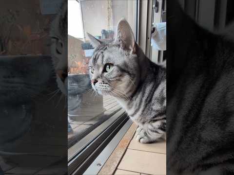 アメショーのラッテ アメショ アメリカンショートヘア 猫と暮らす家猫との暮らし猫 サムネイル