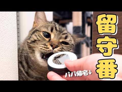 【大歓喜】パパが仕事から帰宅した瞬間、テンション爆発でお出迎えする猫たち cat 猫