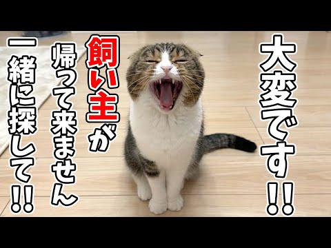 飼い主が出張で帰って来ないことに気づいた猫が騒ぎ始めました…汗