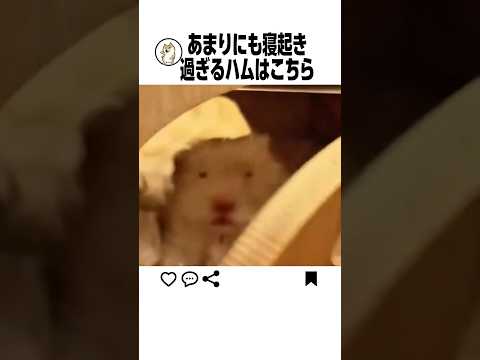寝起きハムスターが可愛すぎるwww サムネイル