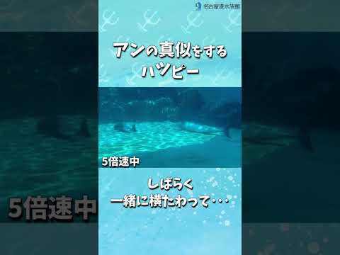 アンの真似をするハッピー    shots サムネイル