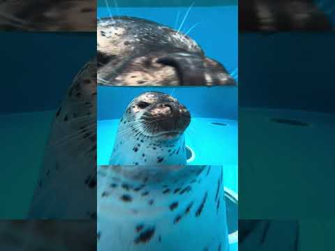 ミミイファンサ