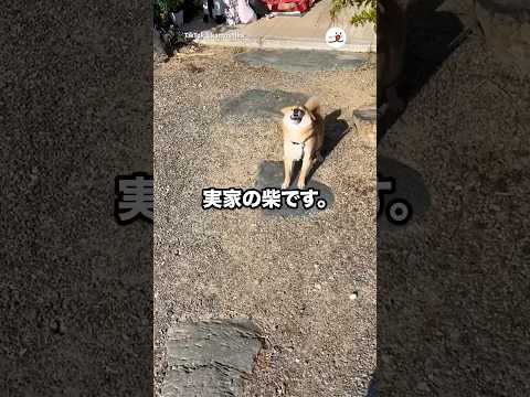 実家に帰りたくなる｜PECO サムネイル
