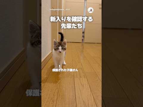 ドア越しに新入り猫を確認する先輩たち｜PECO サムネイル