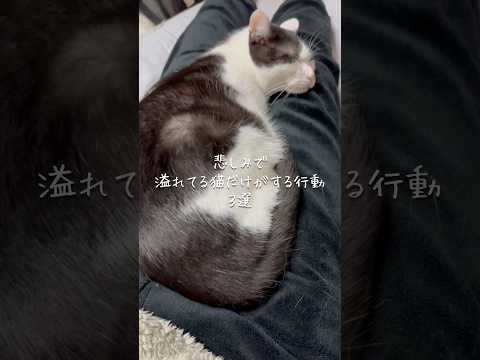 悲しみで溢れてる猫だけがする行動3選 猫 ねこ 猫好きさんと繋がりたい 猫のいる暮らし ねこのいる生活 雑学 豆知識… サムネイル