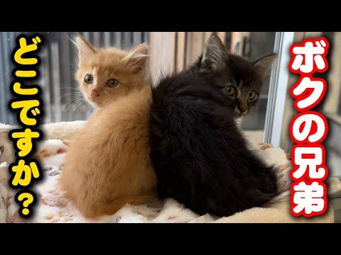 ひとりぼっち残された子猫を捜しに行きました