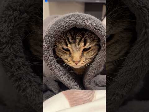 猫のジェダイが暗黒面に落ちてしまった結果...!? cat 猫