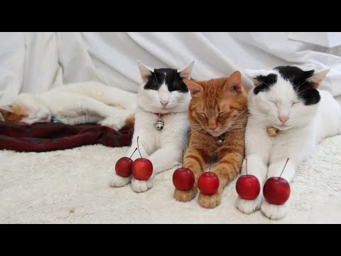 こたつのねこたちLIVE配信　　2025年12月27日