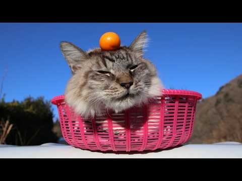 こたつのねこたちLIVE配信　　2026年2月27日 サムネイル