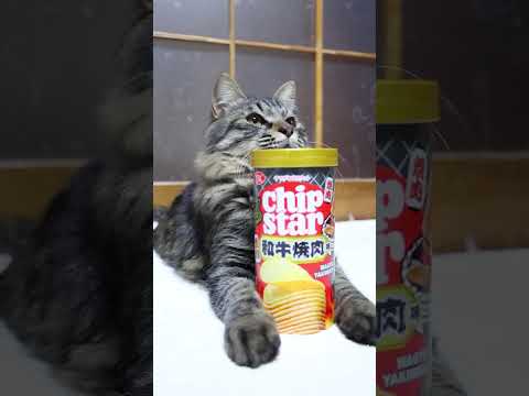 チップスターS 和牛焼肉味　260129　のせ猫　 cat cute ねこ　 ネコ　 猫のいる暮らし　 cutecat… サムネイル