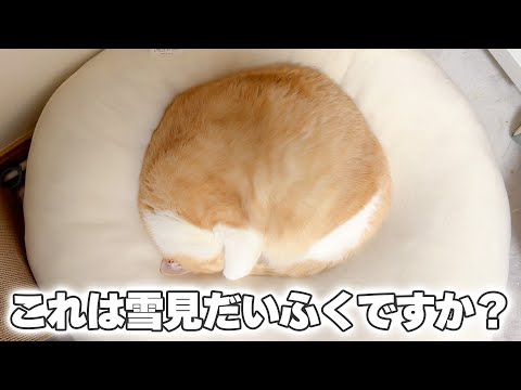 これは猫ですか？それとも雪見だいふくですか…？？ サムネイル