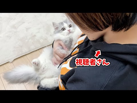 急に女性の視聴者さんが遊びに来たらオスの子猫がこうなった…w サムネイル